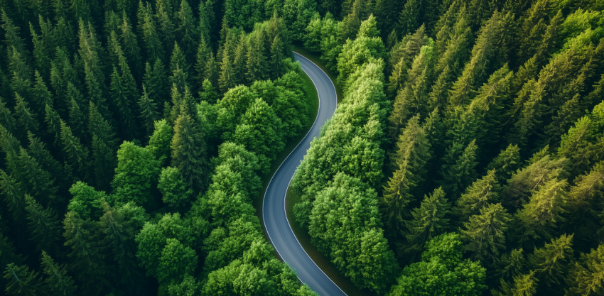 Serpentine Road through Lush Green Forest