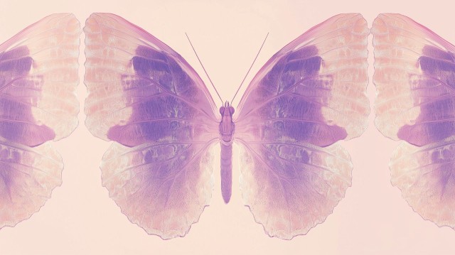 Stylized Butterfly Wings on Muted Pink Background