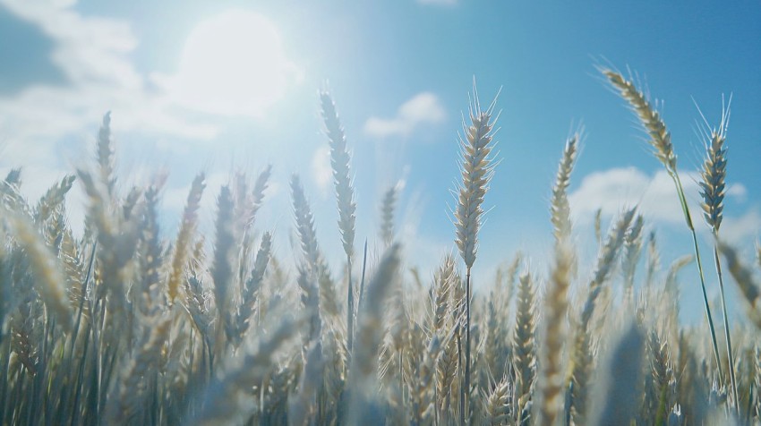 Field of Wheat Under Clear Blue Sky