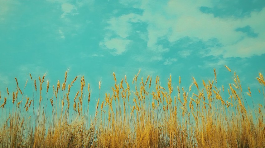 Wheat Field with Clear Blue Sky