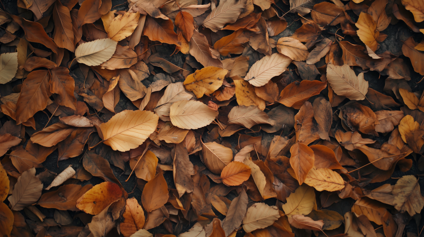 Autumn Fallen Leaves on Ground