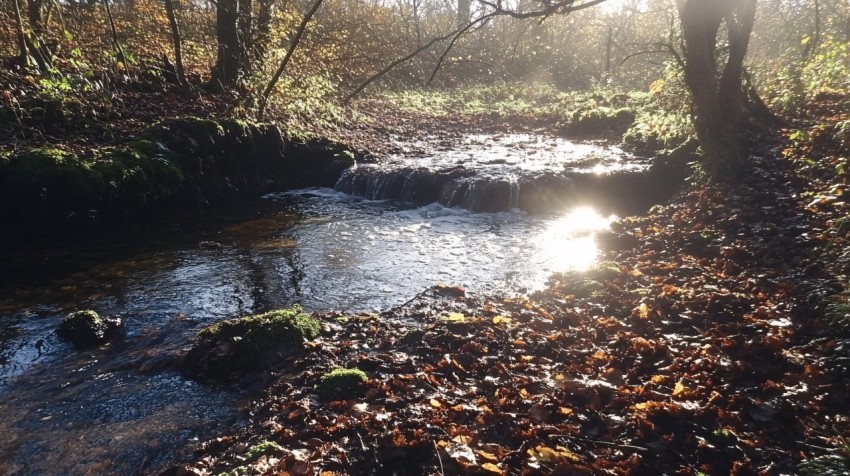 Autumn Forest Stream with Sunlight and Natural Bridge