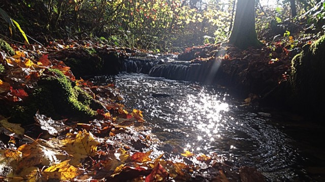 Small Stream in Autumn Forest with Sunlight
