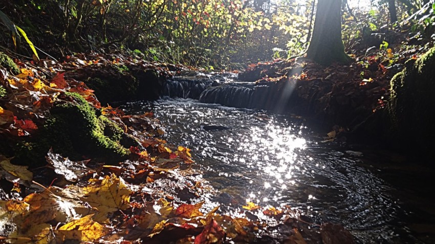 Small Stream in Autumn Forest with Sunlight