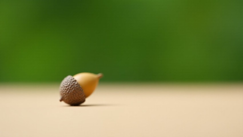 Acorn Symbolizing Growth and Potential on Contrasting Background