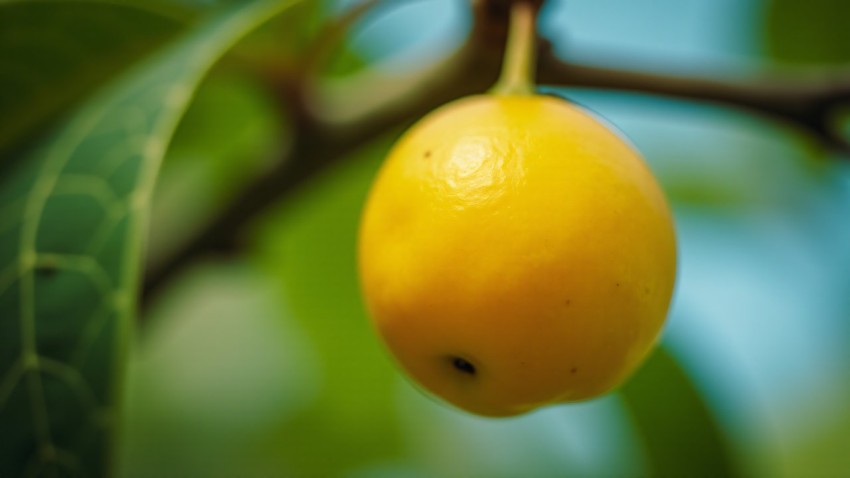 Marula African Fruit