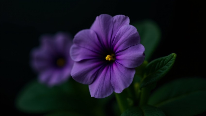 African Violet Flower Blooming