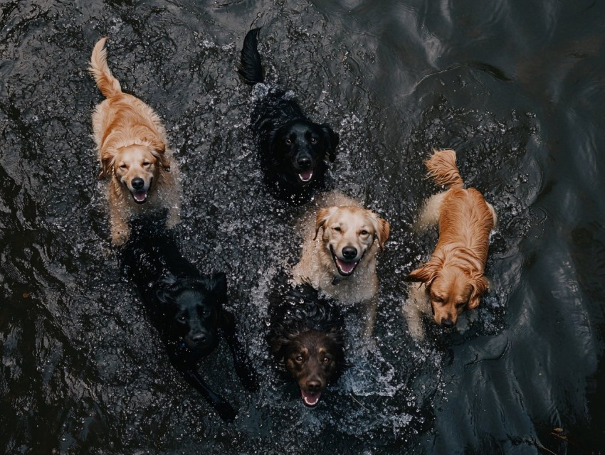 Happy Dogs Splashing in Pool on Sunny Afternoon