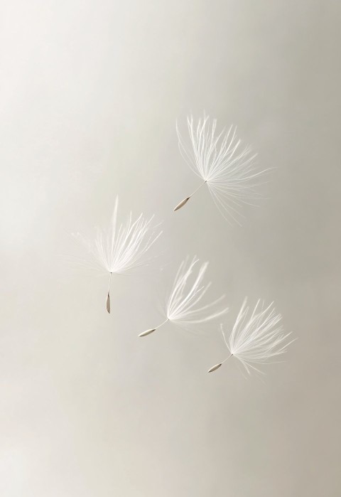 Wispy White Seeds Floating in Minimalist Design