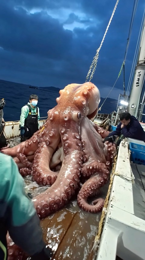 Giant Octopus Caught by Japanese Fishermen on Boat