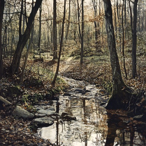 Tranquil Forest with Stream in High-Quality Photo