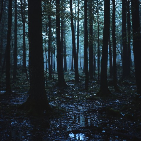 Mysterious Misty Forest at Dusk with Rainfall