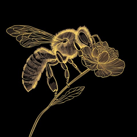 Bee Pollinating Flower in Minimal Continuous Line Art