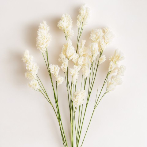 Bouquet of Emilia Tassel Flowers on White Background