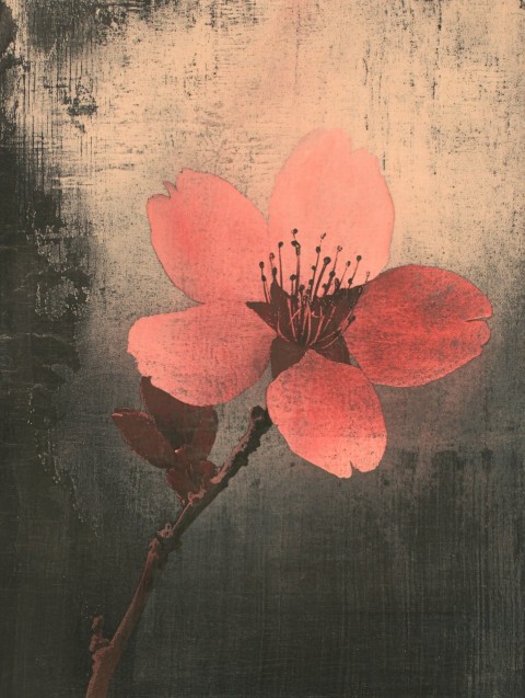 Red Cherry Blossom Aquatint Print with Kanji Signature