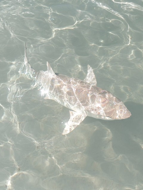 Shark Swimming in Deep Blue Ocean